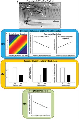 A Novel Body Plan Alters Diversification of Body Shape and Genitalia in Live-Bearing Fish